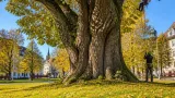 120 Jahre alte Winterlinde im Khevenhüllerpark wird Naturdenkmal