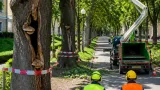 20 Altbäume in Klagenfurt müssen aus Sicherheitsgründen gefällt werden