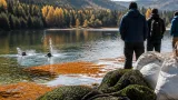 Algenvermehrung am Prebersee: Gemeinde plant Herbstaktion gegen invasive Pflanze