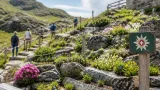 Alpinum auf der Petzen bewahrt seltene Alpenpflanzen und setzt auf Bildung