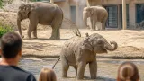 Baden: Wie Zoos Tiere bei Hitze schützen – Lehren aus Schönbrunn