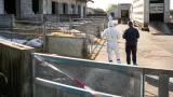 Behörden sperren Hof nach Entdeckung hunderter verendeter Schweine