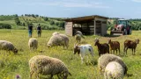 Bio-Betrieb in Donnerskirchen schützt Magerwiesen mit seltenen Nutztierrassen
