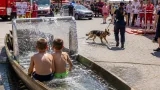 Blaulichttag in Deutsch-Wagram: Einsatzorganisationen zeigen Arbeit und bieten Wasserspaß