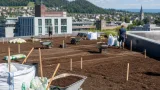 Dornbirn erweitert Gründachfläche im Sägenareal um 1.000 Quadratmeter