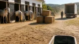 Dürre in Piber: Lipizzaner-Versorgung durch Heumangel eingeschränkt