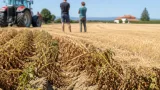 Dürrejahr setzt Hollabrunner Bauern zu: Erträge deutlich geringer, Existenzängste wachsen