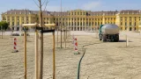 Dürreschäden vor Schönbrunn: Was die Bäume für Wien bedeuten