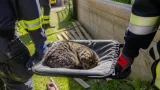 Einsatz in Freileiten: Schwer verletzte Katze aus engem Zwischenraum befreit