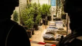 Große Cannabis-Aufzucht im Wohnhaus in Perg entdeckt