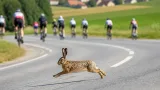 Hasen‑Ausweichmanöver bei Radmarathon in Pollham: Zwei Rennradler verletzt