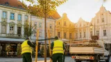 Hauptplatz in Schwechat: Sieben neue Zürgelbäume für mehr Schatten und Stadtgrün