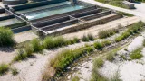Heißer Sommer setzt Fischzuchten in Saalfelden unter Druck