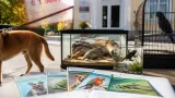 Hermagor: Neue Pflicht für Tierhalter – Sachkundenachweis, Kurse und mögliche Strafen