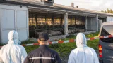 Hundertfache Schweine-Todesfälle: Vorjahresverlust von 150 Tieren bestätigt