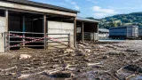 Hundertfache Tierverluste in Amstetter Mastbetrieb – Ermittlungen zu fehlenden 1.000 Schweinen