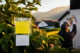 Japankäfer in Vorarlberg: Bisher nur Einzelfälle, Überwachung wird ausgeweitet