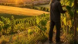 Juliglut fördert Reife von Wein und Getreide – Folgen für Leibnitzer Landwirtschaft