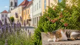 Junger Kater Fridolin nach schwerem Unfall in Tulln auf dem Weg der Besserung