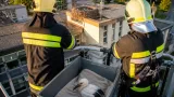 Junger Storch nach Höhenrettung vom Finanzamtsdach in Voitsberg in Obhut