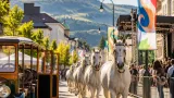 Köflach wird Station beim Lipizzaner-Almabtrieb 2026: Neue Angebote für Besucher