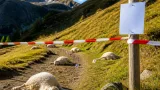 Land Tirol erlässt Abschussverordnung nach Schafrissen in St. Sigmund