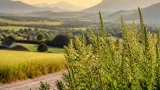 Letzte Phase der Pollensaison: Beifuß und Ragweed blühen jetzt — Salzburg bleibt weitgehend verschont