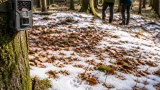 Luchse im Sternwald: Rund 20 Grenzgänger prägen das Bild in Bad Leonfelden
