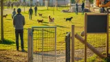 Murau: Hundewiese in St. Egidi eröffnet — Einigung bei Umsetzung, Streit um Urheberschaft
