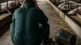 Nach Tierdrama in Amstetten: Grüne fordern Frühwarnsystem für Betriebe