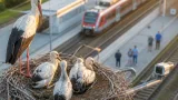 Perger ÖBB-Störche kurz vor dem Ausfliegen: Nest am Bahnhof bleibt Publikumsmagnet