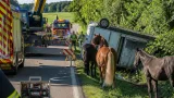 Pferdeanhänger stürzt von Zugfahrzeug: Drei Tiere nach aufwändiger Rettung unversehrt