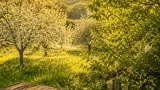 Pirol-Beobachtung: Ein Zeichen für blühende Gartensoziotope
