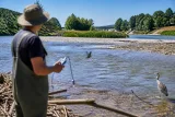 Renaturierung der Großen Tulln: Chancen für Artenvielfalt und Hochwasserschutz