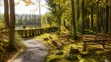 Schrems richtet ersten Waldfriedhof im Bezirk Gmünd ein