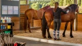 Schwer vernachlässigte Stuten in Reutte aufgepäppelt: Aufwendige Rehabilitation nach Schock-Fund