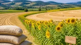Sonnenblumenaktion des Bauernbundes bringt bunte Flächen in Deutschlandsberg