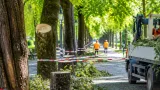 Stadt Klagenfurt lässt aus Sicherheitsgründen 20 Altbäume fällen