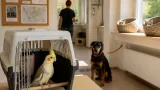 Tierheim Villach sucht einfühlsame Familien für Nymphensittich, Hunde und Katzen