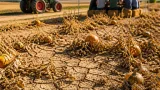 Trockenheit im Bezirk Hollabrunn: Bauern warnen vor herbstlicher Erntekatastrophe