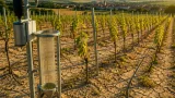 Trockenheit im Weinviertel: Weniger Ertrag, Qualität bleibt laut Winzern erhalten