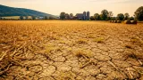 Trockenheit trifft Landwirtschaft im Bezirk Scheibbs: Ernten und Futterversorgung in Gefahr