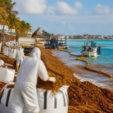 Mexiko plant Großprogramm gegen Explosion der Sargassum‑Algen an der Karibikküste