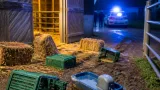 Ungewöhnlicher Einbruch in Villach-Land: 24 Hühner und landwirtschaftliche Güter gestohlen