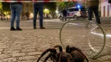 Ungewöhnlicher Spinnenfund in Altenmarkt bei Fürstenfeld sorgt für Aufmerksamkeit