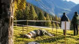 Verdacht auf Bärenbeteiligung und Abschussverordnung: Ereignisse im Bezirk Landeck
