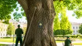 Villach erklärt 120-jährige Winterlinde im Khevenhüllerpark zum Naturdenkmal