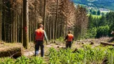 Wald im Bezirk Amstetten unter Stress: Borkenkäfer bisher begrenzt, August bleibt kritisch