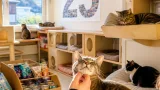Weiz: 25 Jahre Weizer Katzenfreunde – ein Vierteljahrhundert Hilfe für Katzen