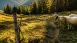 Wolf nach mehreren Nutztierrissen in Grenzgebiet zu Imst entnommen